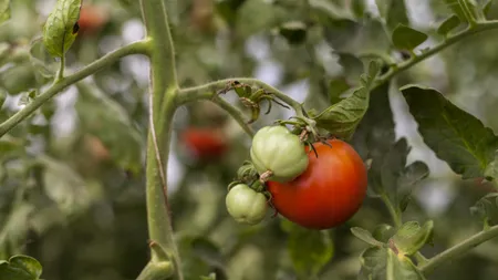 Ministerul AGRICULTURII: Tinerii fermieri au prins gustul Programului „Tomata”