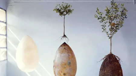 „Sicriele organice