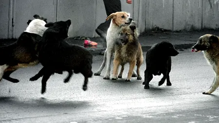 Fată de nouă ani la spital, după ce a fost atacată de câini în stradă când se întorcea de la școală