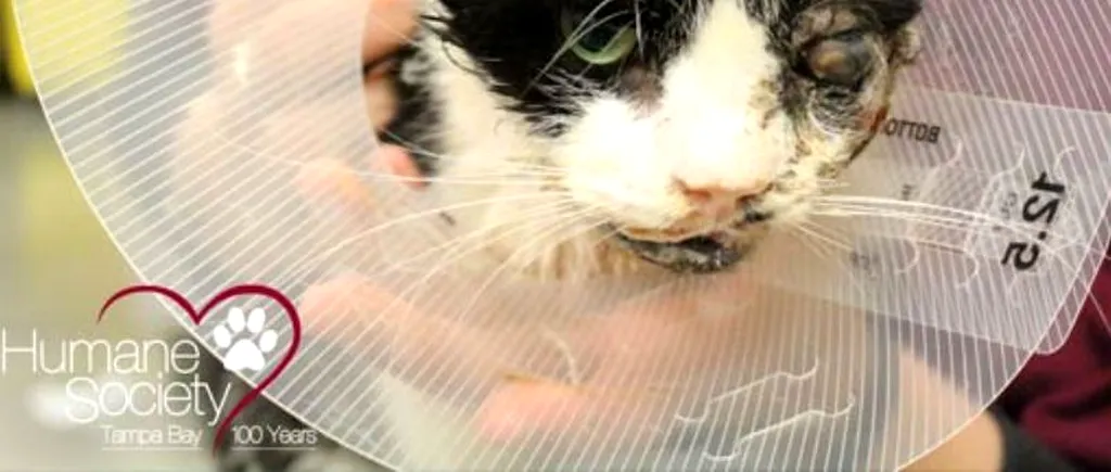 Poveste impresionantă: O pisică lovită de mașină și îngropată „s-a întors din morți cinci zile mai târziu