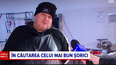 Care este cel mai bun șorici și cu cât se vinde la piață. Prețul nu este deloc de neglijat