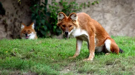 GALERIE FOTO. Zece animale despre care nu știai că există