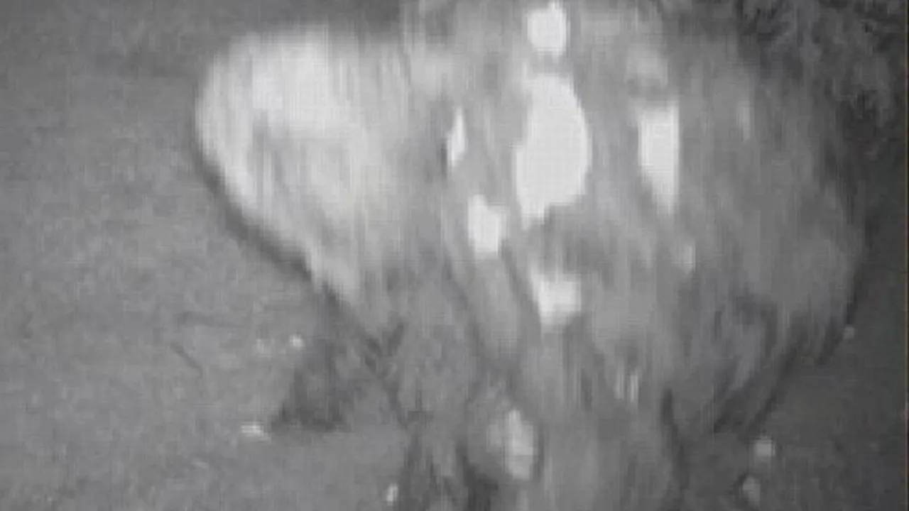 Bigfoot, surprins de un american în livada sa cu meri