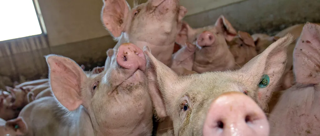 Carnea de porc, MAI IEFTINĂ în zonele afectate de PESTĂ PORCINĂ: Negociem. Le e frică și oamenilor să cumpere