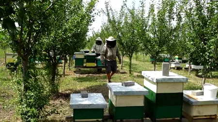 Mii de stupi din România au rămas fără albine din cauza pesticidelor folosite de agricultori, unele interzise în UE. Reacția Ministerului Agriculturii