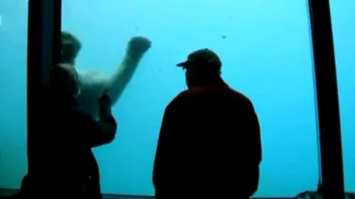 VIDEO. Un urs polar a creat panică printre vizitatorii Grădinii Zoologice din Rotterdam