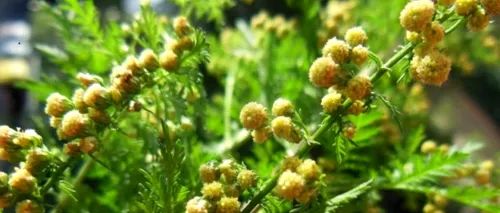 Artemisia annua, buruiana-minune care poate atenua simptomele <i class='ep-highlight'>coronavirusului</i>! “Pelinul dulce” crește în România și este folosit ca dezinfectant. “Îl găsim pe marginea șanțului, în iarbă!”