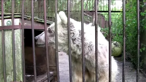 Transformarea incredibilă ursului chinuit 30 de ani într-o grădină zoologică