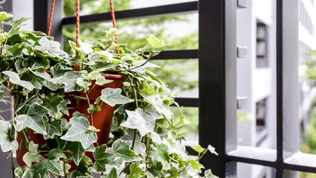 Planta fenomen care te scapă de mucegai și umezeală. Dacă ai probleme în locuință, trebuie să o cumperi!