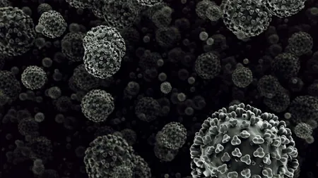 Hantavirus: misterioasa boală din timpul Războiului din Coreea care a ucis 250 de soldați