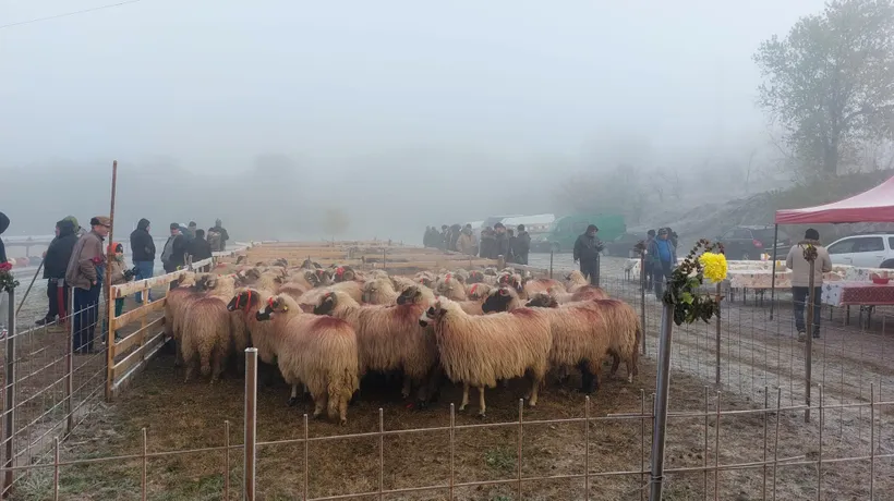 Fermierii din Oltenia încep să renunțe la animale din cauza secetei