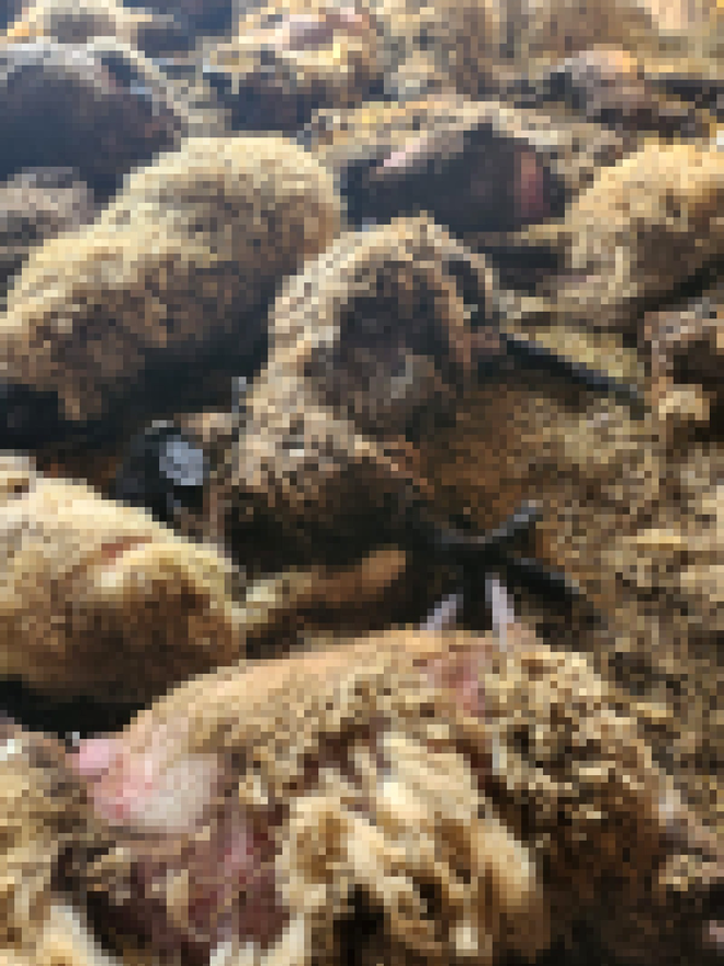 FOTO-VIDEO. Fermă de oi dintr-o localitate din Dolj, atacată de șacali / Sursa foto: GÂNDUL