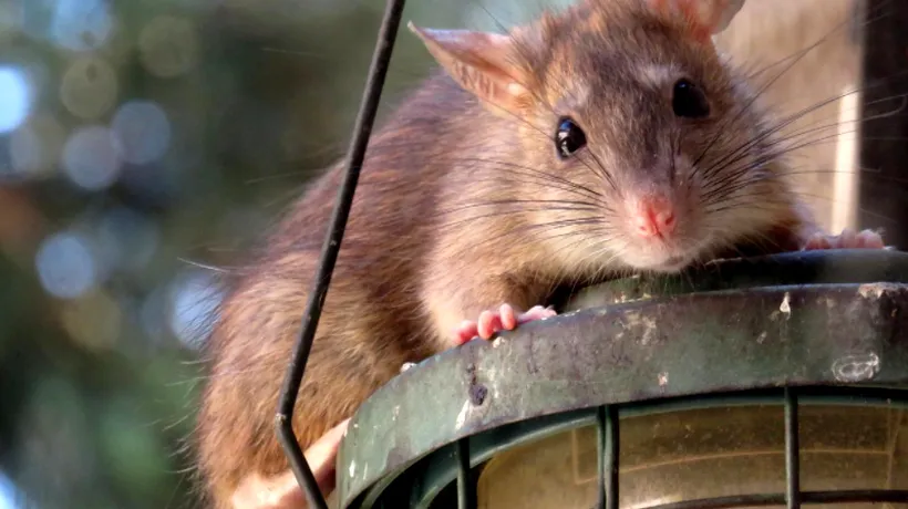 Cum încearcă marile orașe ale lumii să scape de șobolani. Bugete de milioane de euro, gheață carbonică sau mii de pisici eliberate pe străzi