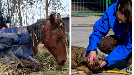 Poveste cutremurătoare în Ilfov. Zeci de ANIMALE lasate să moară de foame pe o proprietate privată: „N-am crezut că o să văd o inimă cum se oprește”
