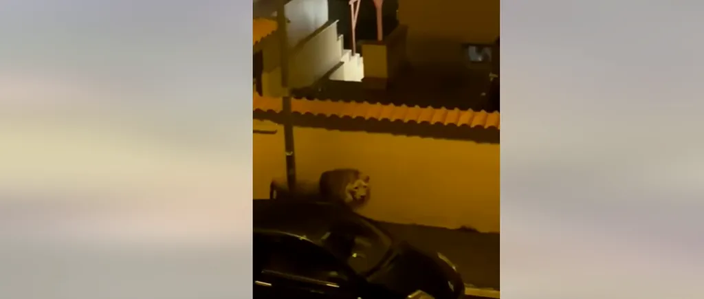 Un leu a scăpat de la circ și s-a plimbat pe străzile unui oraș italian. Animalul a fost sedat, dar a reușit să scape / „Am găsit ușa deschisă”