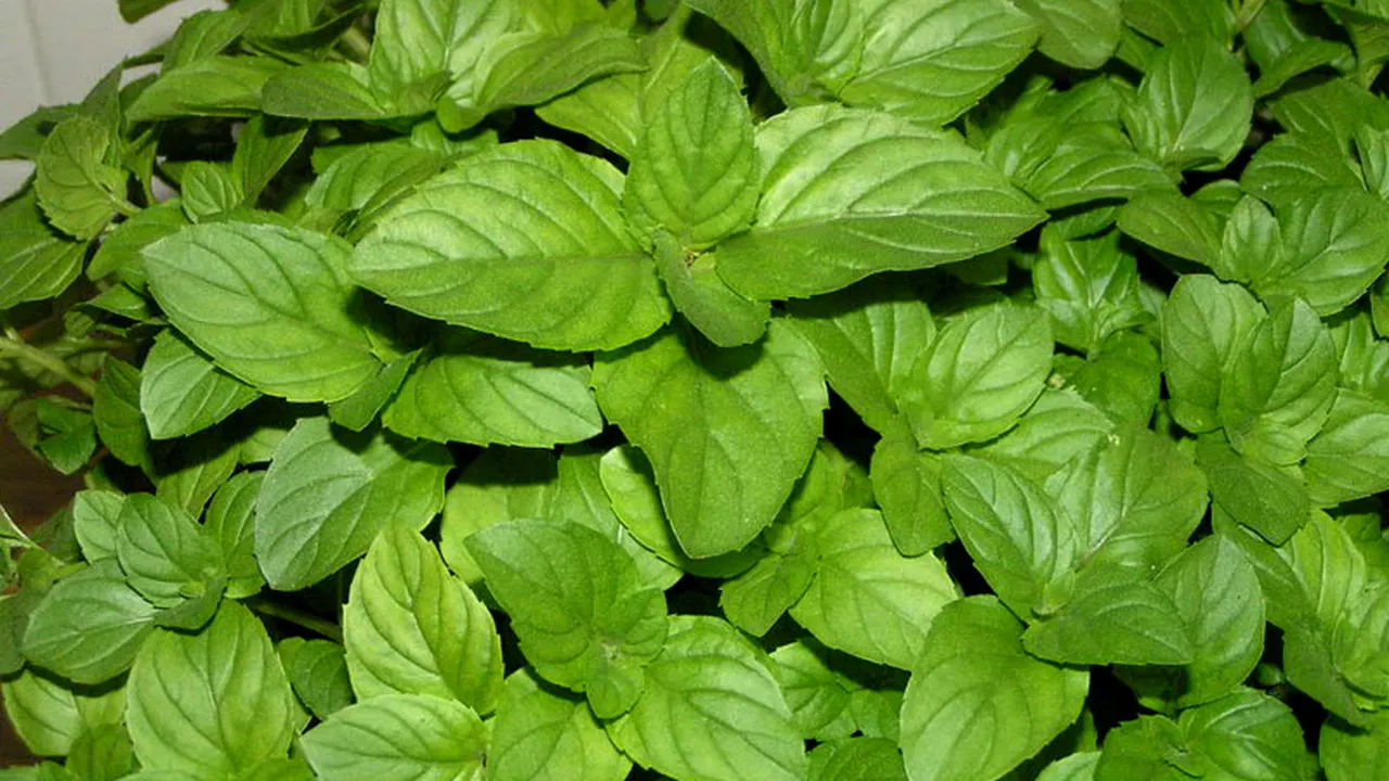 Remedii naturale pentru combaterea stresului