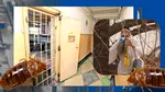 Adevăratul motiv pentru care STEGARUL dac a stat 18 ore în copacul din curtea pușcăriei. Cezar Avrămuță era chinuit de mușcăturile de ploșniță