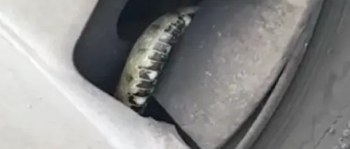 Șarpe descoperit în roata unei mașini de pe un bulevard din Constanța. Din păcate, în loc să-l elibereze, jandarmii au ucis animalul - VIDEO