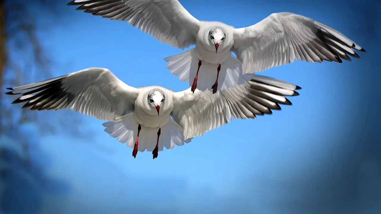 O pereche de pescăruși agresivi a devenit celebră după ce a ținut captiv un cuplu timp de 6 zile. Cum a reușit