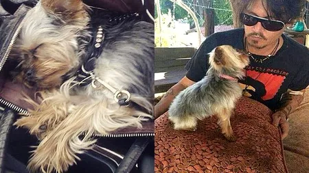 Câinii lui Johnny Depp, 