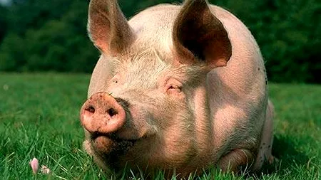 Ultimul guiț: să-ți tai porcu-n statu'' paralel