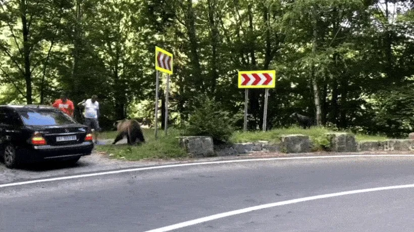 Reacţia unei tinere din România când un urs i-a ieşit în cale: „Nu am urlat, nu am făcut gesturi bruște”