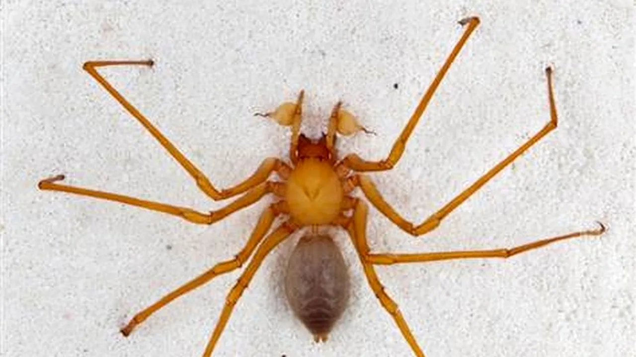 O nouă familie de păianjeni a fost descoperită în SUA