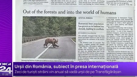 Problema urșilor din România, subiect de analiză în presa internațională. Ce au scris jurnaliștii de la The New York Times