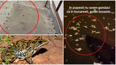 Invazie de broaște în centrul Bucureștiului. Sute de creaturi au năvălit într-o scară de bloc, în timpul furtunii de marți noapte