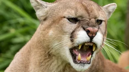 O tânără din California și-a salvat fiul de 5 ani din ghearele unei pume, luptând cu felina cu mâinile goale