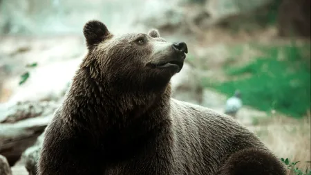 Ordonanța care permite împușcarea urșilor a fost adoptată de Senat