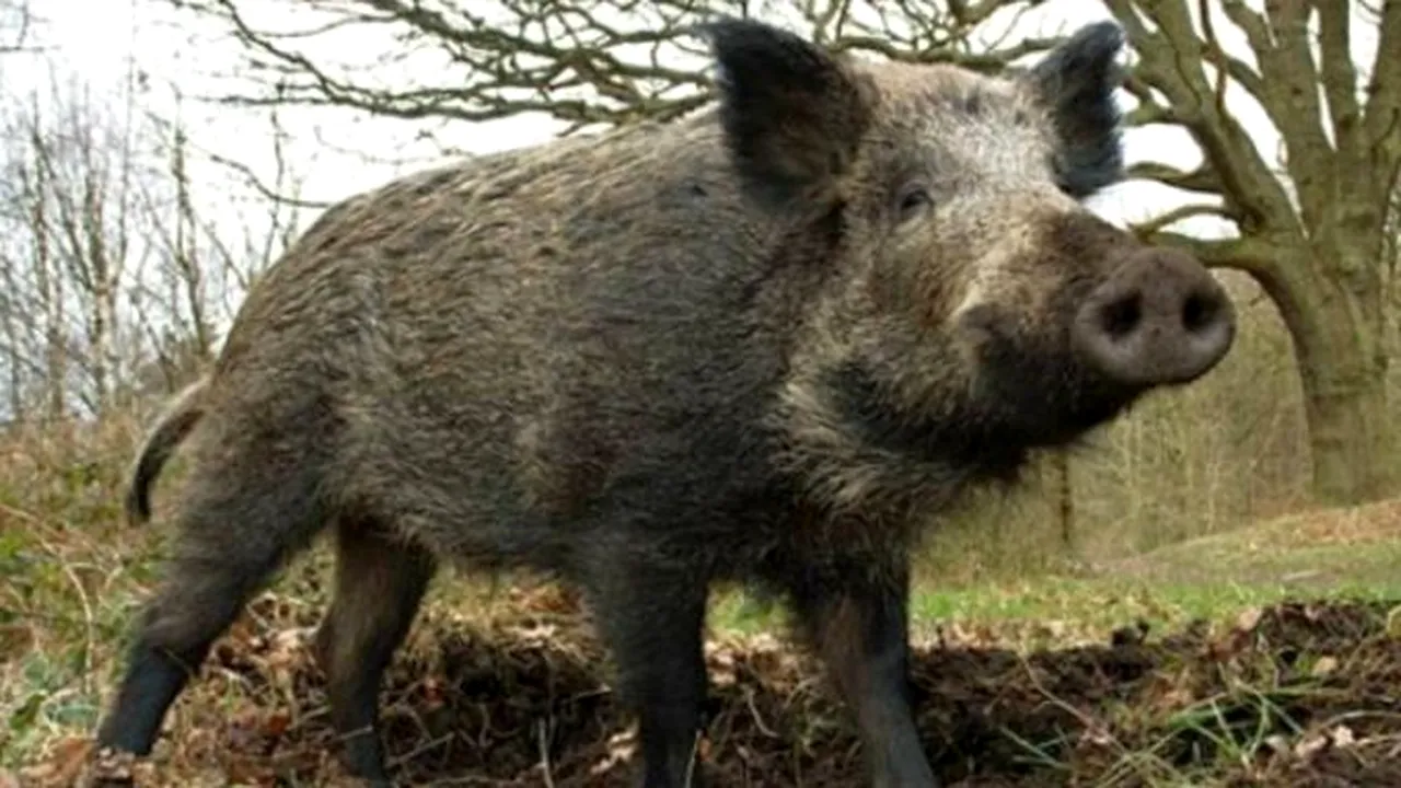 Turmă de porci mistreți, lângă o școală din Bacău. Profesorii și elevii au intrat în panică. “Au venit jandarmii și i-au fugărit!”