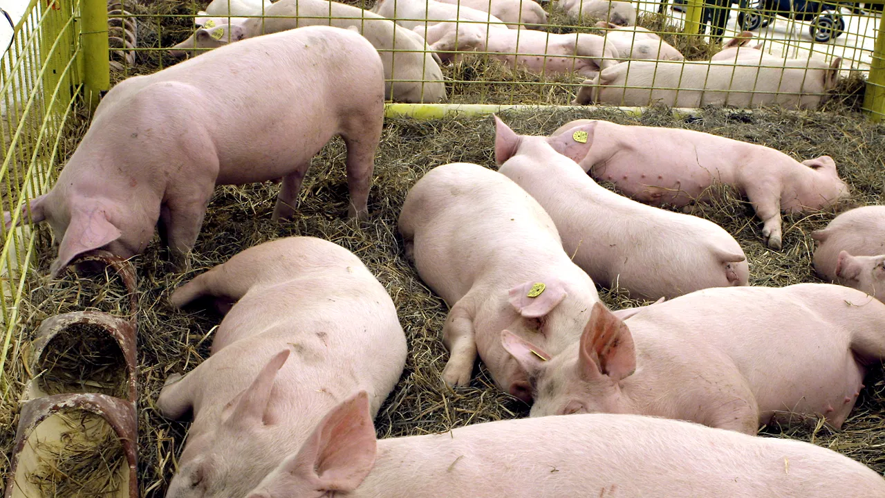 FOCAR de pestă porcină în România. Autoritățile sunt în alertă