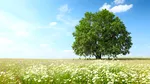 După frig și ploi, vine un aer tropical peste România. Temperaturi de peste 30 de grade în luna iunie