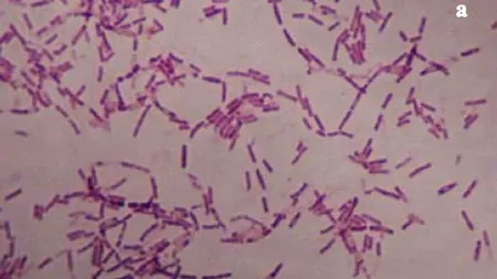 Cum ar putea crește longevitatea oamenilor o bacterie descoperită în Siberia, veche de 3,5 milioane de ani