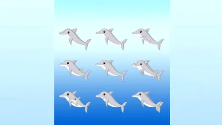 ILUZIE OPTICĂ | Câți delfini sunt în imagine?