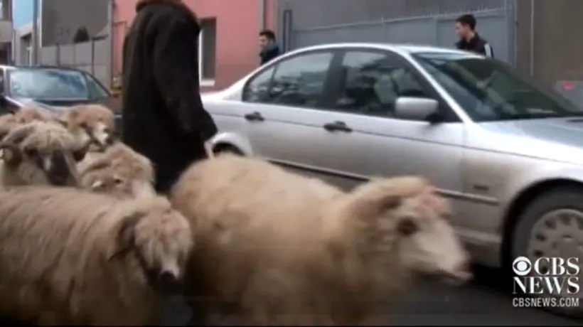VIDEO: Cum a ajuns un cioban din România vedetă la CBS News