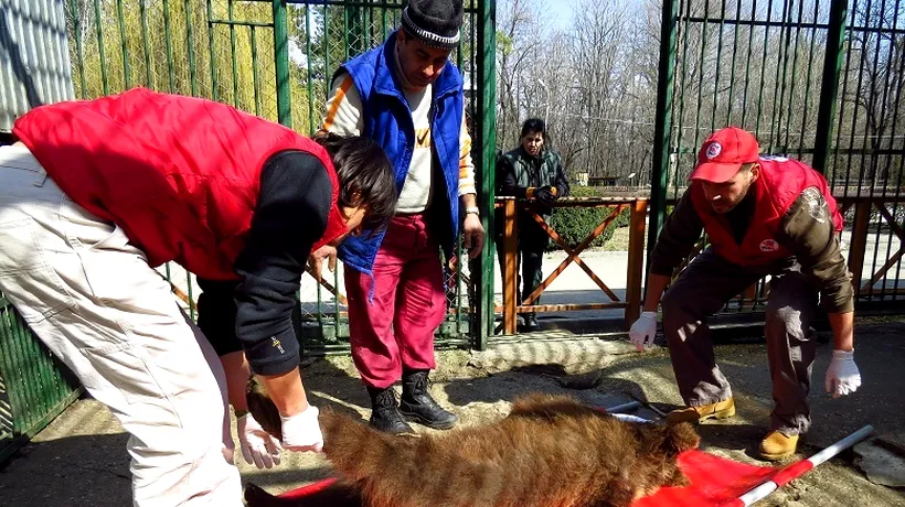 Ursul Baloo luat de pe proprietatea lui Nuțu Cămătaru a fost operat și sterilizat 