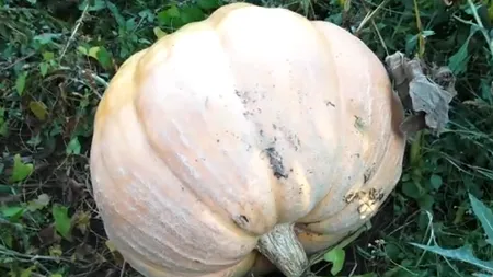 Dovleci uriași într-o gospodărie din Maramureș. Au ajuns să cântărească aproape 200 de kilograme