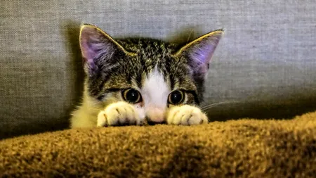 De ce fug pisicile când le spui 