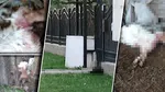 O haită de câini face ravagii într-o comună din Buzău și le omoară animalele sătenilor. Oamenii cer ajutorul autorităților