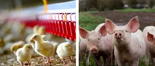 Comisia Europeană a aprobat două scheme pentru România, cu un buget total de 47,4 milioane euro, pentru a sprijini companiile active în sectoarele de creștere a porcilor și păsărilor