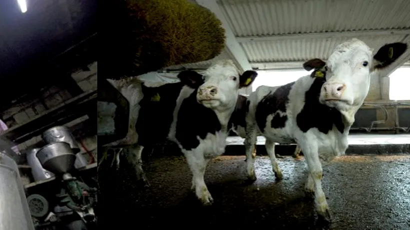 ANSVSA a găsit lapte contaminat cu aflatoxină în trei ferme și două fabrici. Premierul Ponta cere măsuri radicale 