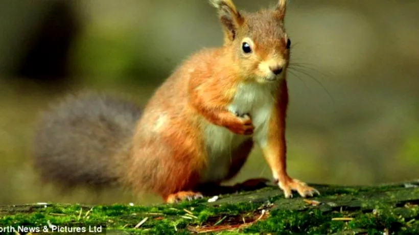 GALERIE FOTO. Veverița devenită atracție pentru vizitatorii unui muzeu britanic  