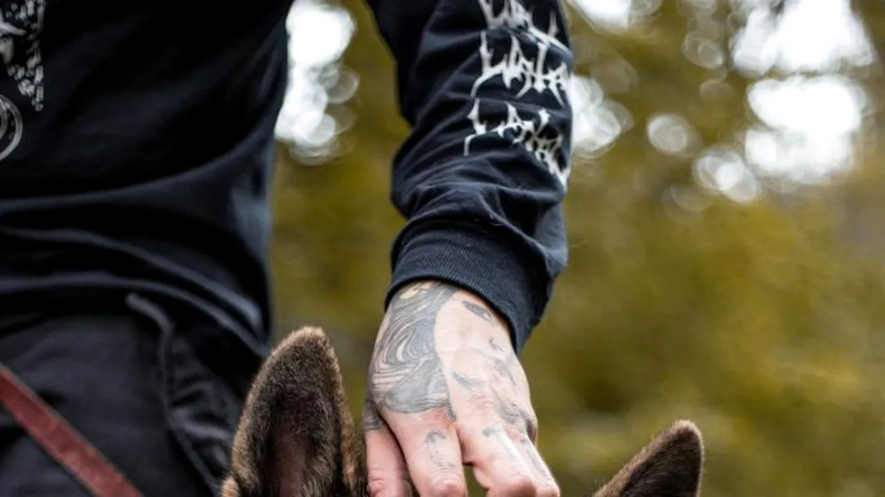 PROGRAM. Câini antrenați pentru a depista persoanele infectate cu coronavirus, chiar și cele asimptomatice