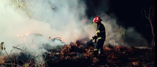 Giurgiu. Plantație de arbori Paulownia, distrusă de un INCENDIU provocat de o țigară