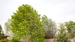 După caniculă, vine toamna. Meteorologii au emis cod galben de vijelii în mai multe județe din România. Când se răcește vremea