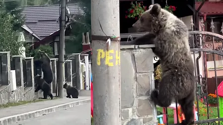 FOTO-VIDEO - Imagini incredibile surprinse la Bușteni. Trei urși se cațără pe gardul metalic al unei case