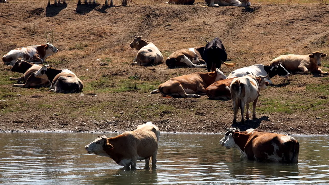 România nu mai are voie să vândă bovine și ovine vii către țările UE