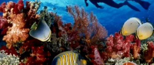 Oceanele lumii sunt pe punctul de a rămâne fără oxigen. Avertismentul cercetătorilor: „Se poate repeta scenariul